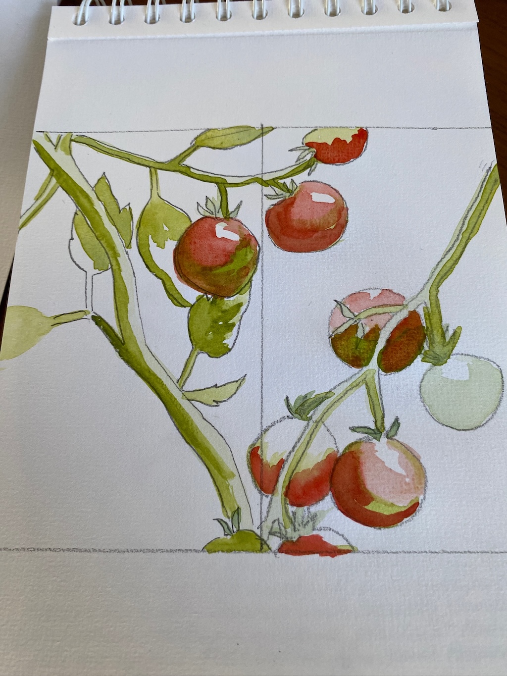 Watercolour sketch of tomatoes, in a spiral bound sketchbook.