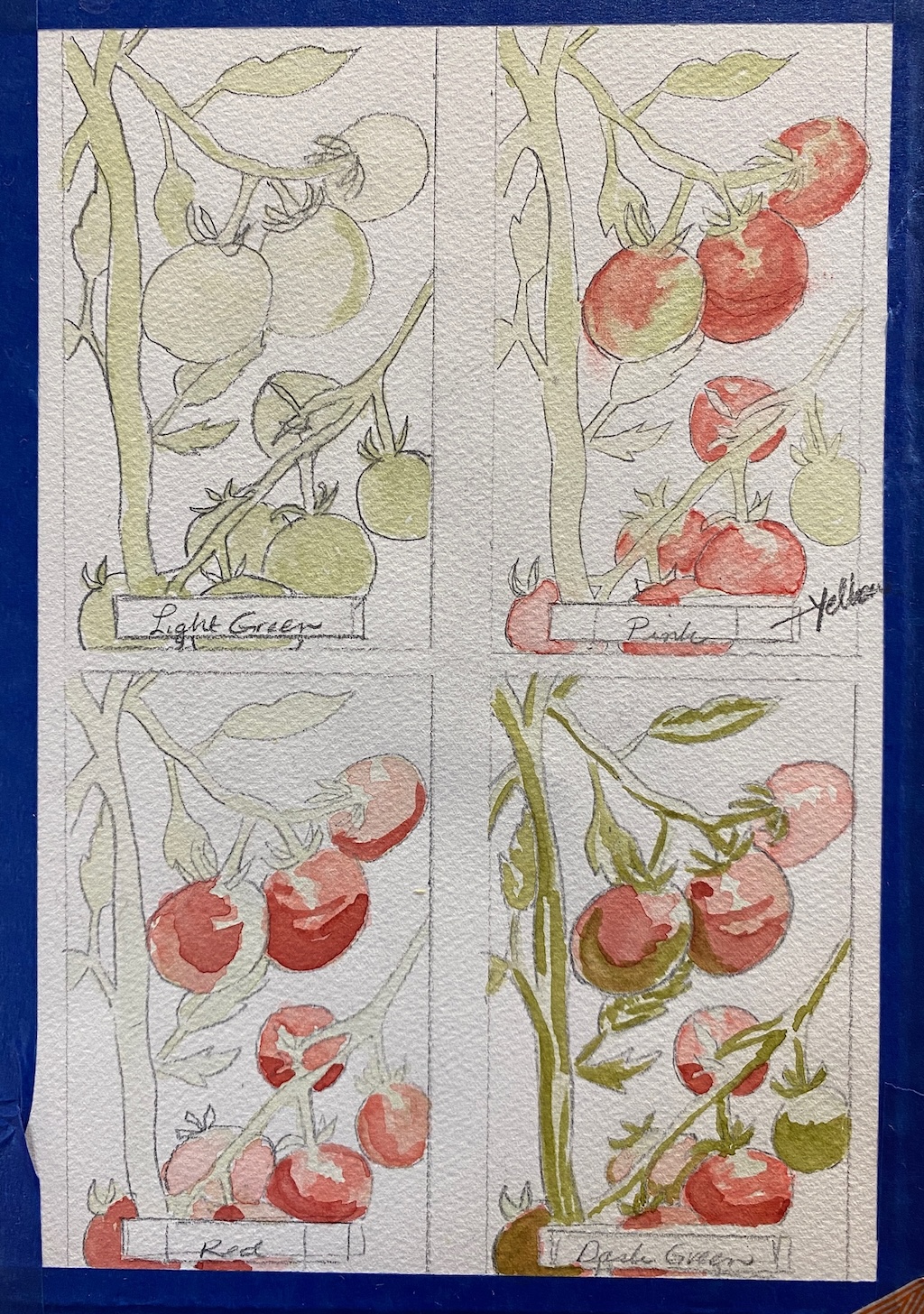Watercolour sketch showing the same image four ways, with additional colours added in each step.