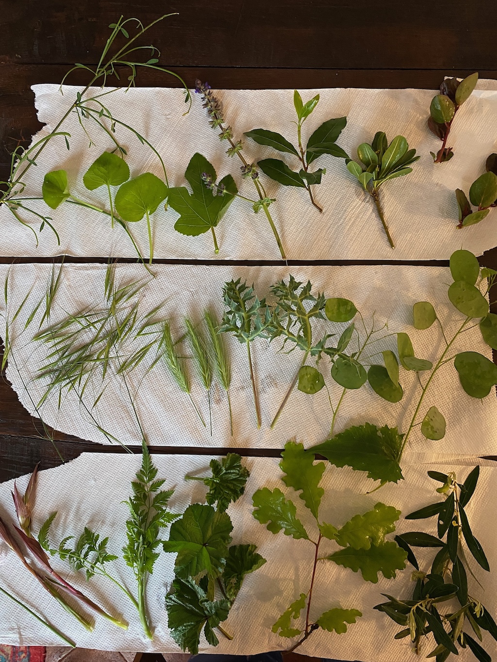 Sorted greenery: leaves and shoots laid out on paper towel.