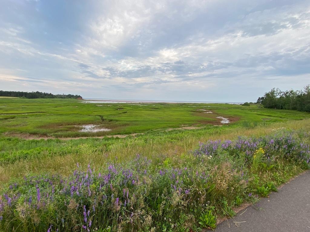 A view of Kinlock Beach from the west, with the beach in the distance, a tidal marsh in the mid ground, and lupins along the side of the road in the foreground.